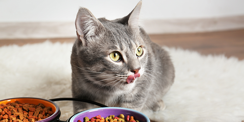 5 мифов о сухих кормах для кошек