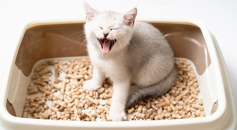 Как устранить запах кошачьей мочи?