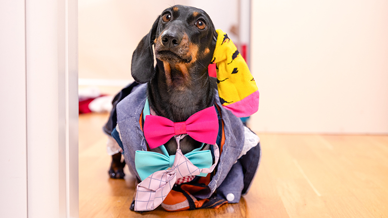 Одежда для собак породы такса